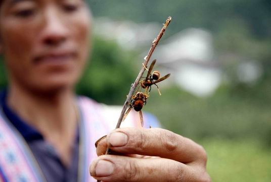 凯尔特再胜夏蜂巢前场，号角悠远报